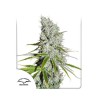 CBD SKUNKHAZE · Dutch Passion · sementes de maconha · Fem