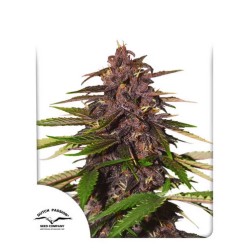 AUTO FORBIDDEN CHERRY · Dutch Passion · sementes de maconha · Auto Fem