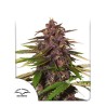 AUTO FORBIDDEN CHERRY · Dutch Passion · kenevir tohum · Disi · Auto Fem