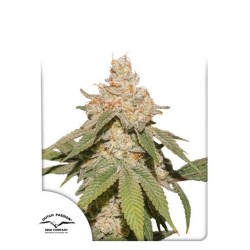 AUTO SFV OG · Dutch Passion · sementes de maconha · Auto Fem