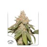 AUTO SFV OG · Dutch Passion · sementes de maconha · Auto Fem