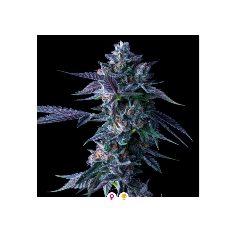 CHOCOLOPE · DNA Genetics · kaufen cannabis samen · Fem
