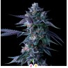 CHOCOLOPE · DNA Genetics · cannabis seeds · Fem