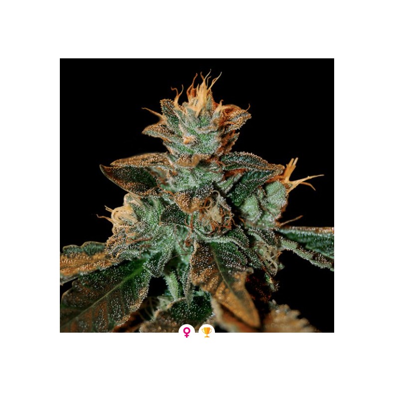 CATARACT KUSH · DNA Genetics · graines de cannabis · Fem