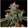 CATARACT KUSH · DNA Genetics · graines de cannabis · Fem