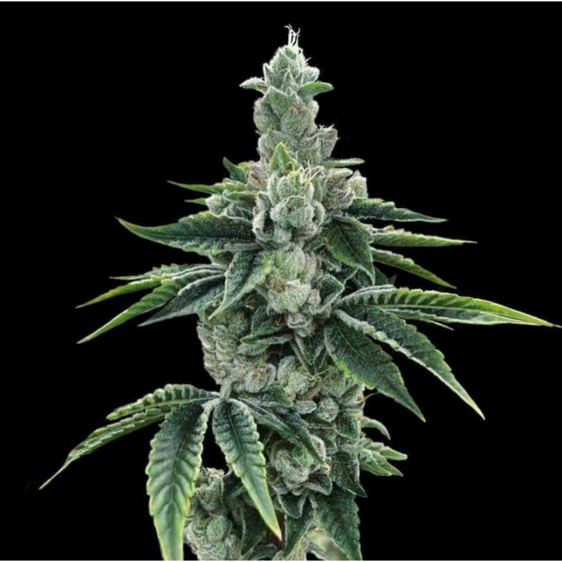 RECON 2.0 · DNA Genetics · cannabis seeds · Fem