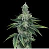 RECON 2.0 · DNA Genetics · graines de cannabis · Fem