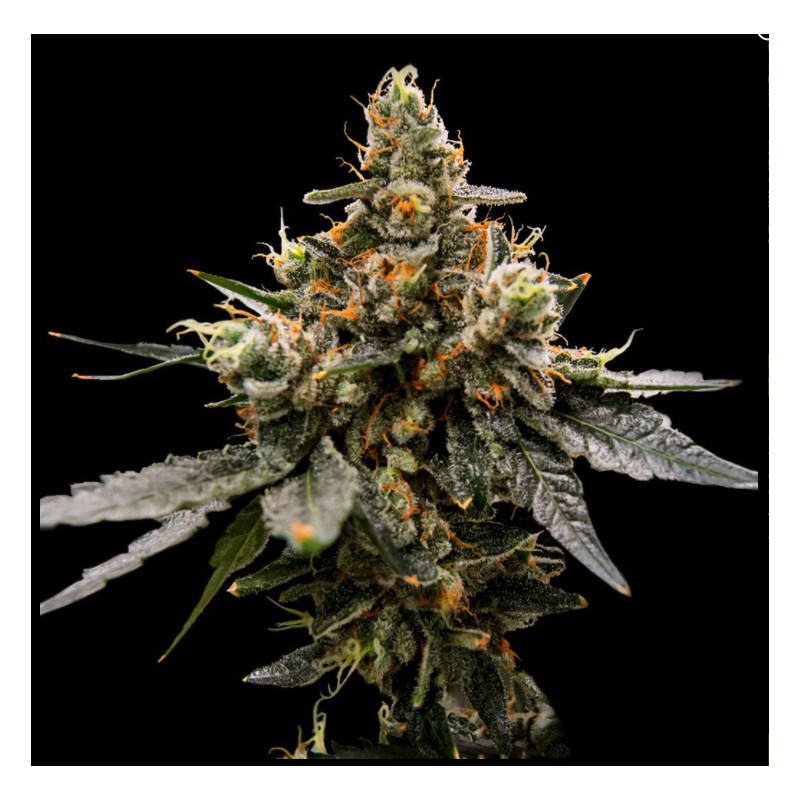 GAZ MONEY · DNA Genetics · sementes de maconha · Fem