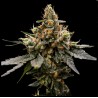 GAZ MONEY · DNA Genetics · sementes de maconha · Fem