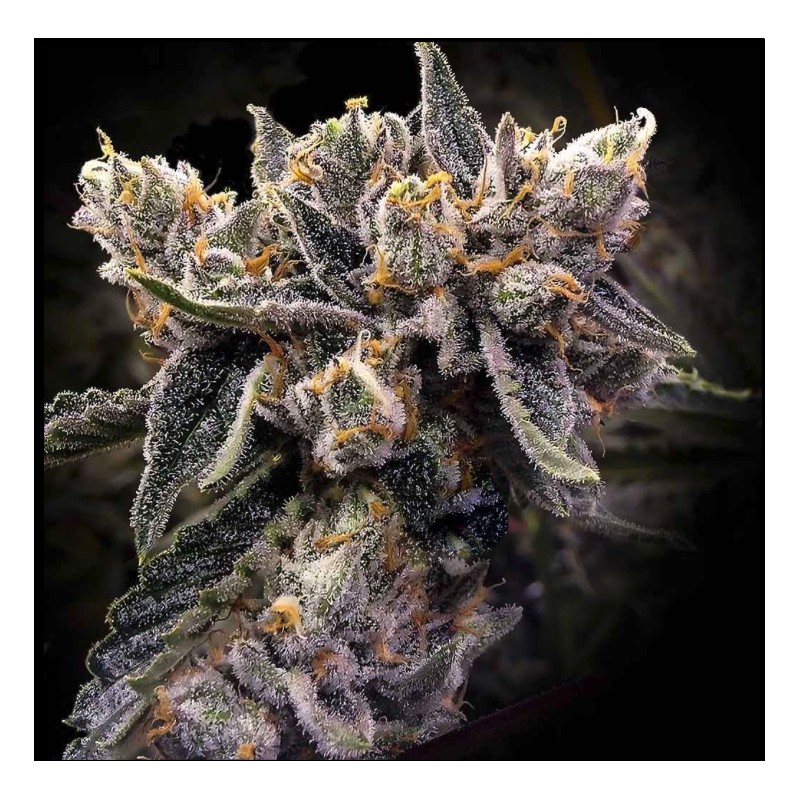 BRUISED BANANA · DNA Genetics · cannabis seeds · Fem