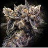 BRUISED BANANA  · DNA Genetics · cannabis seeds · Fem