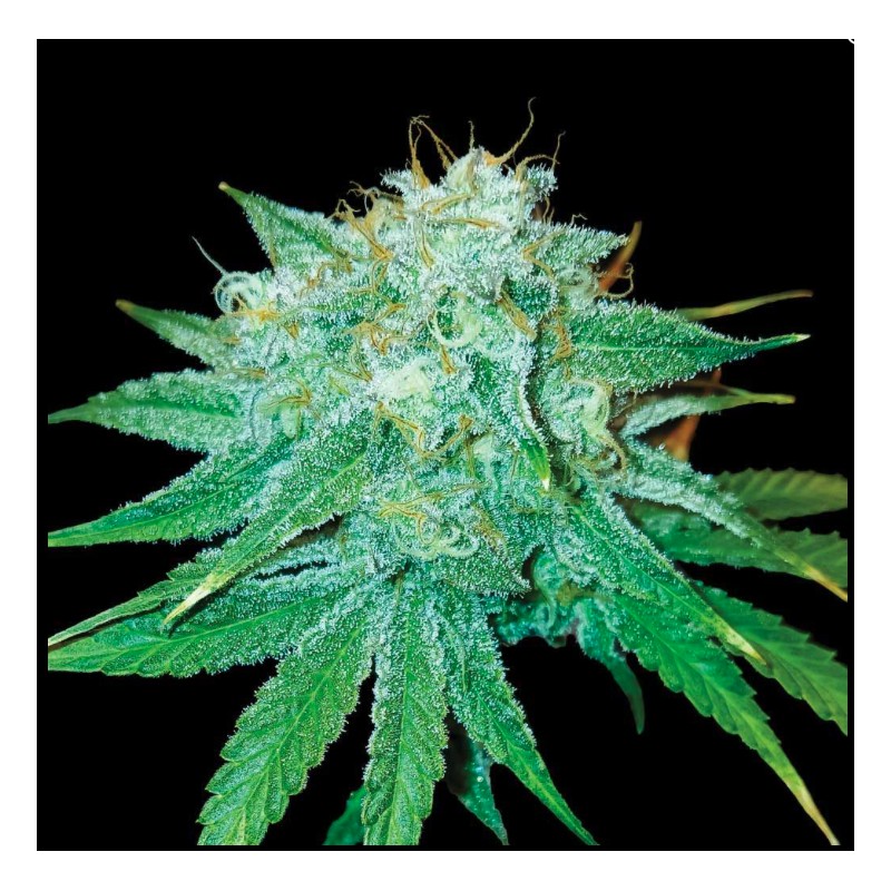THE STINKING ROSE · DNA Genetics · cannabis seeds · Fem