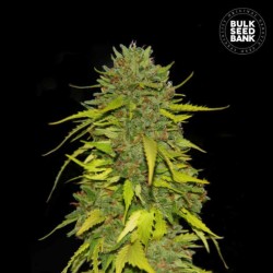 AK · Bulk Seed Bank · graines de cannabis · Fem