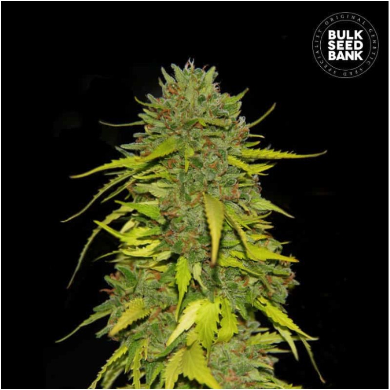 AK · Bulk Seed Bank · cannabis seeds · Fem