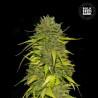 AK · Bulk Seed Bank · cannabis samen · Fem