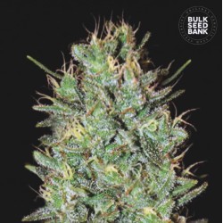 AMNESIA HAZE · Bulk Seed Bank · kenevir tohum · Fem
