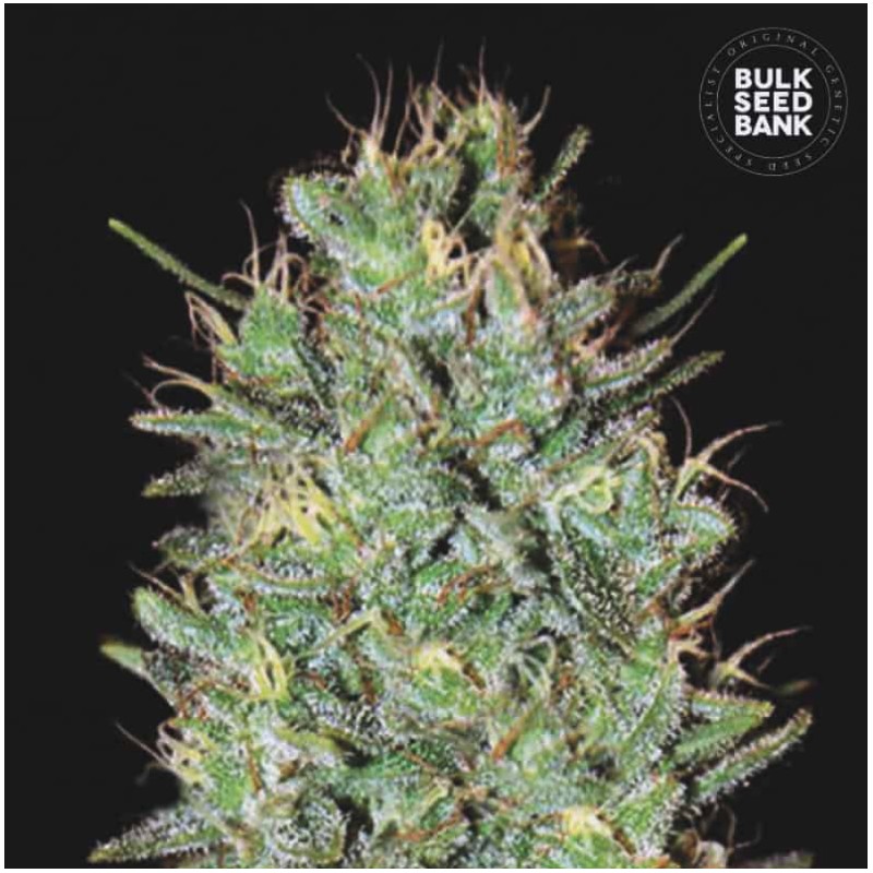 AMNESIA HAZE · Bulk Seed Bank · kenevir tohum · Fem