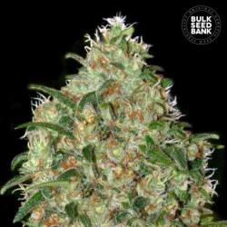 AMNESIA PLATINUM · Bulk Seed Bank · cannabis samen · Fem