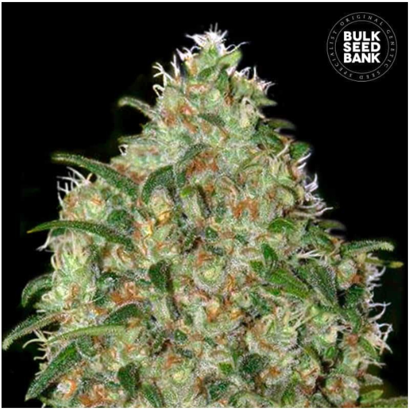 AMNESIA PLATINUM · Bulk Seed Bank · kenevir tohum · Fem