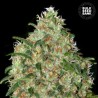 AMNESIA PLATINUM · Bulk Seed Bank · sementes de maconha · Fem