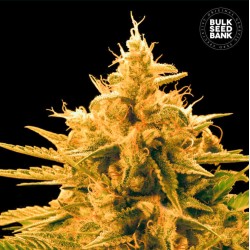 ANANAS FUNK · Bulk Seed Bank · cannabis samen · Fem