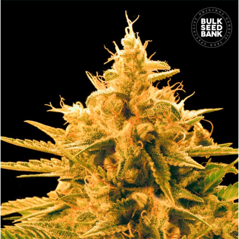 ANANAS FUNK · Bulk Seed Bank · cannabis samen · Fem
