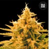 ANANAS FUNK · Bulk Seed Bank · cannabis samen · Fem