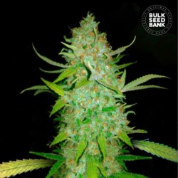 AUTO AK · Bulk Seed Bank · cannabis seeds · Auto Fem