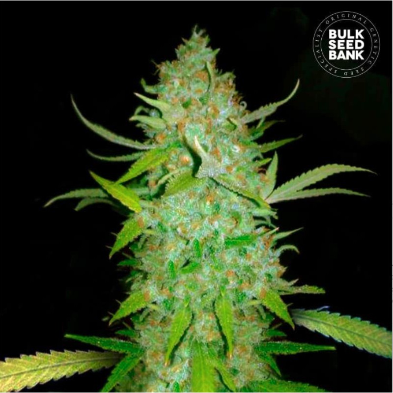 AUTO AK · Bulk Seed Bank · kenevir tohum · Auto Fem