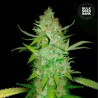 AUTO AK · Bulk Seed Bank · graines de cannabis · Auto Fem