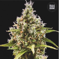 AUTO AMNESIA HAZE · Bulk Seed Bank · graines de cannabis · Auto Fem