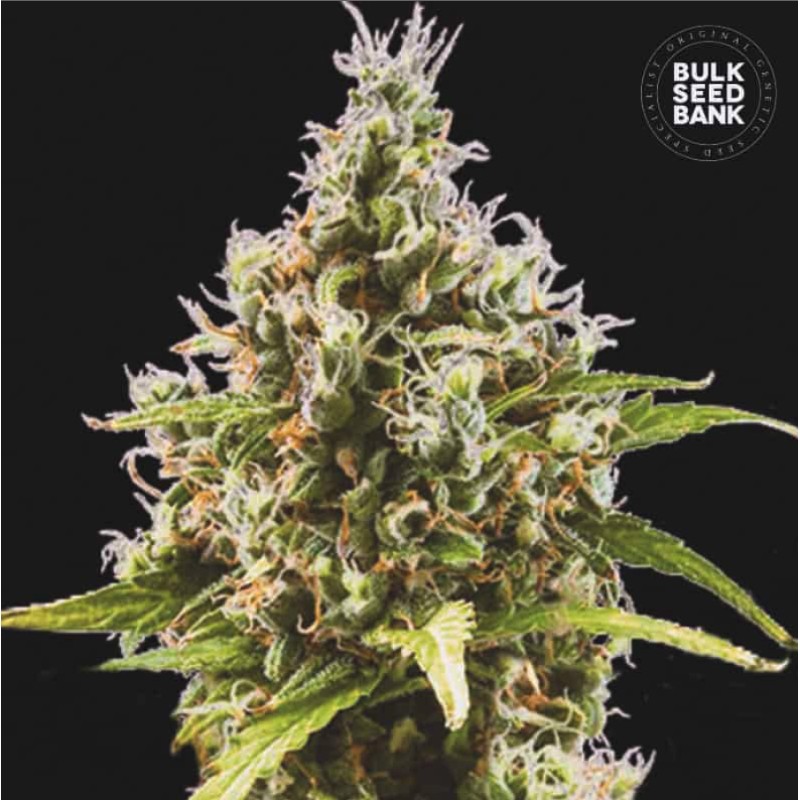 AUTO AMNESIA HAZE · Bulk Seed Bank · graines de cannabis · Auto Fem