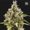 AUTO AMNESIA HAZE · Bulk Seed Bank · kenevir tohum · Auto Fem
