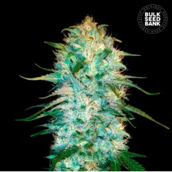 AUTO AMNESIA PLATINUM · Bulk Seed Bank · kenevir tohum · Auto Fem