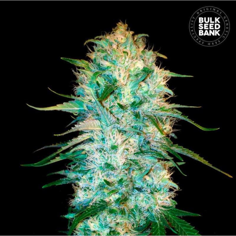 AUTO AMNESIA PLATINUM · Bulk Seed Bank · sementes de maconha · Auto Fem