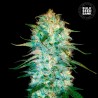 AUTO AMNESIA PLATINUM · Bulk Seed Bank · graines de cannabis · Auto Fem