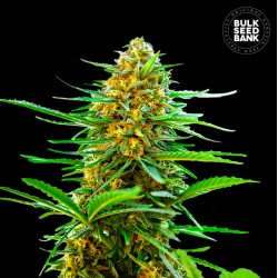 AUTO BANANA MONKEY · Bulk Seed Bank · graines de cannabis · Auto Fem