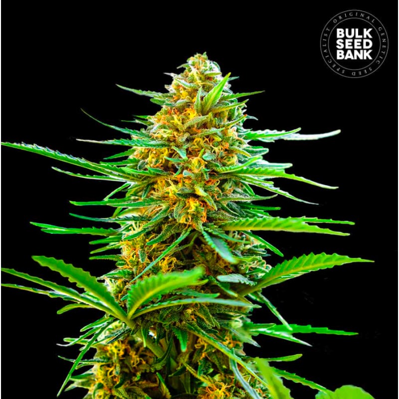 AUTO BANANA MONKEY · Bulk Seed Bank · cannabis seeds · Auto Fem