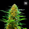 AUTO BANANA MONKEY · Bulk Seed Bank · sementes de maconha · Auto Fem