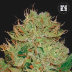 AUTO BIGGER BUD · Bulk Seed Bank · cannabis seeds · Auto Fem