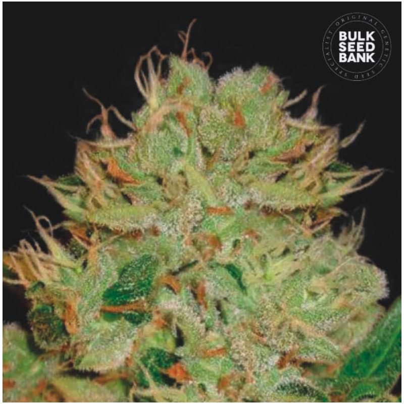 AUTO BIGGER BUD · Bulk Seed Bank · sementes de maconha · Auto Fem