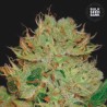 AUTO BIGGER BUD · Bulk Seed Bank · cannabis seeds · Auto Fem