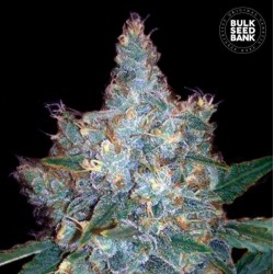 AUTO BLUEBERRY BERRY · Bulk Seed Bank · graines de cannabis · Auto Fem
