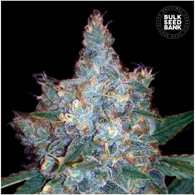 AUTO BLUEBERRY BERRY · Bulk Seed Bank · cannabis samen · Auto Fem