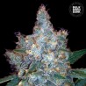 AUTO BLUEBERRY BERRY · Bulk Seed Bank · graines de cannabis · Auto Fem