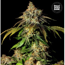 AUTO BRUCE BANNER 5 · Bulk Seed Bank · graines de cannabis · Auto Fem