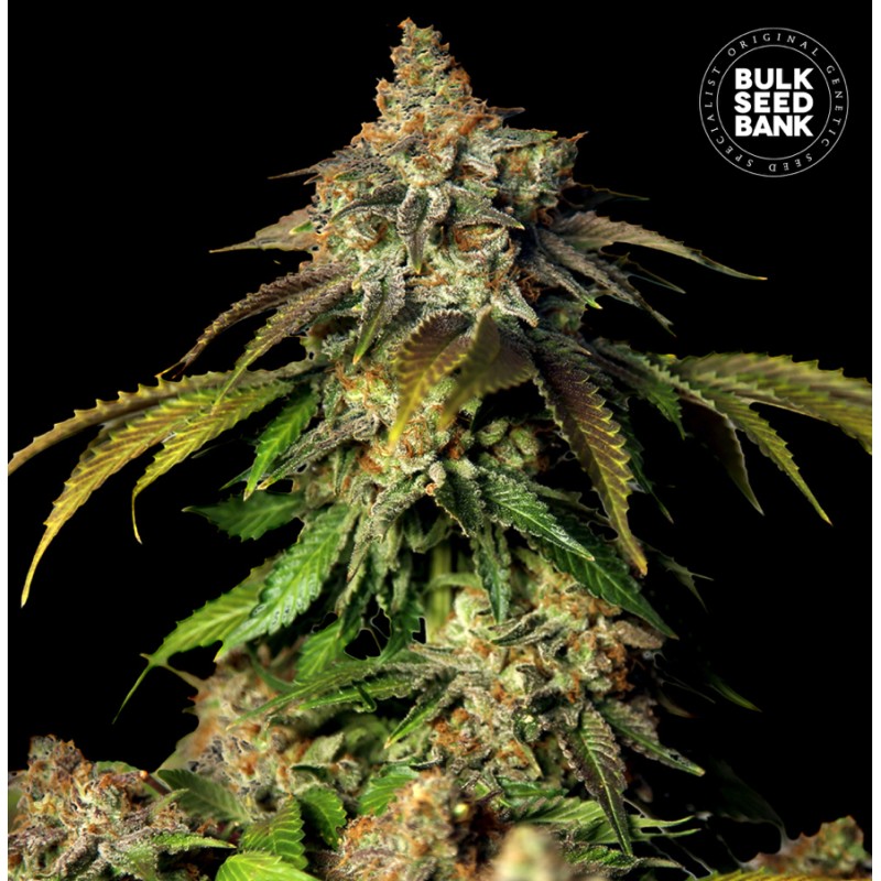 AUTO BRUCE BANNER 5 · Bulk Seed Bank · graines de cannabis · Auto Fem