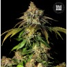 AUTO BRUCE BANNER 5 · Bulk Seed Bank · cannabis samen · Auto Fem