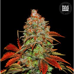 AUTO BUBBLEGUM EXTRA · Bulk Seed Bank · graines de cannabis · Auto Fem
