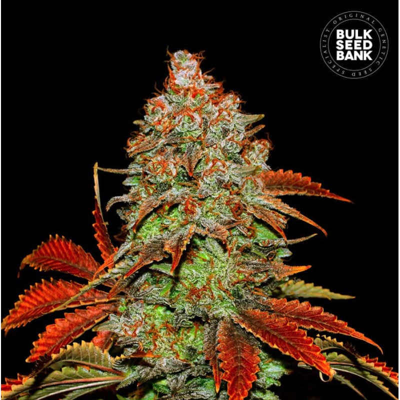 AUTO BUBBLEGUM EXTRA · Bulk Seed Bank · kenevir tohum · Auto Fem